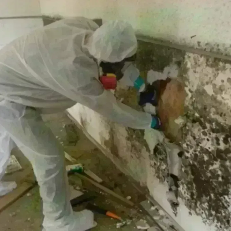 Mold Remediation and Removal in Venice, IL